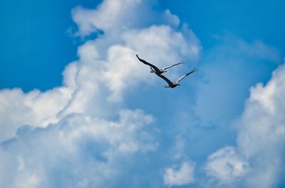 Pair of cranes flying with clouds in the background