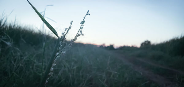 Close-up of stalks in field against sky