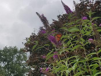 Low angle view of butterfly perching on flower tree