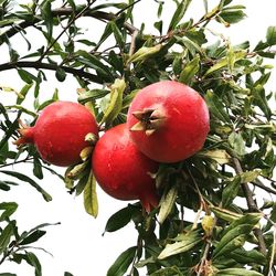 Low angle view of apples on tree