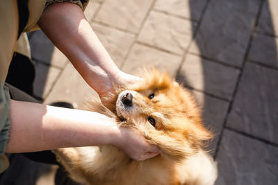 The owner holds the dog by the face with both hands