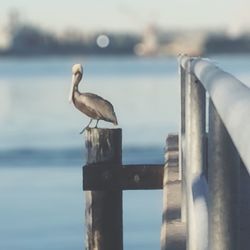 Bird perching on water