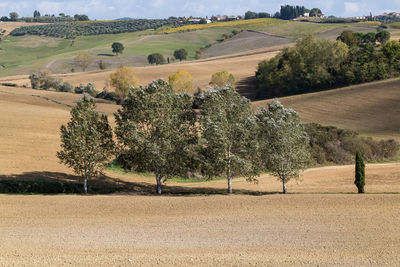 Trees on field against sky