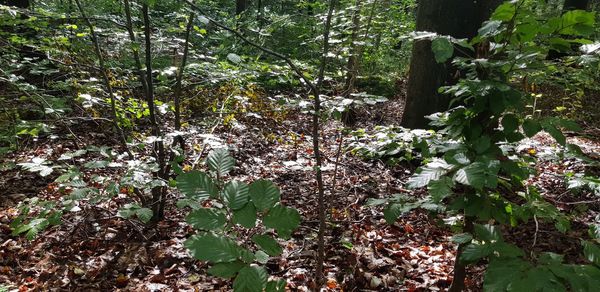 Plants growing on field in forest