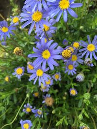 Close-up of purple flowering plants in park