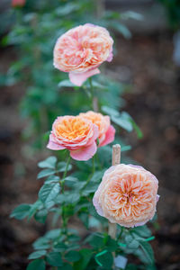 Close-up of pink rose