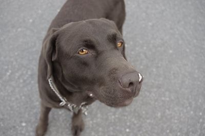 Close-up portrait of dog on road