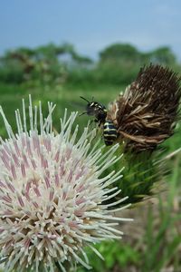 Close-up of bee pollinating on thistle