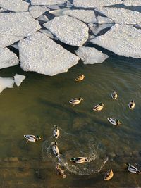 High angle view of ducks swimming in lake