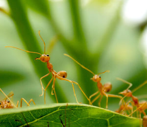 Red ants on leaf