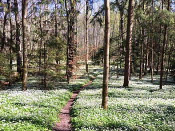 Footpath leading to forest