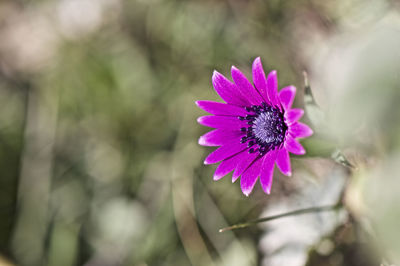 Close-up of purple flower