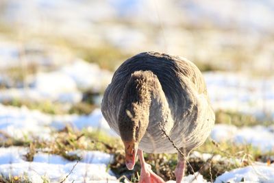 Close-up of graylag goose walking in snow