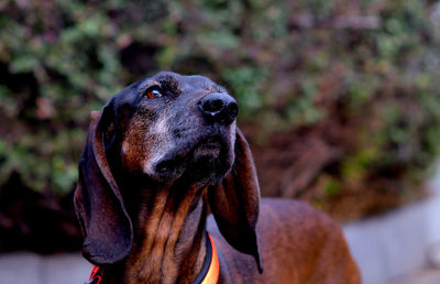 Close-up of dog looking away