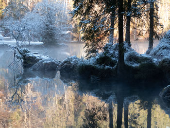 Scenic view of forest