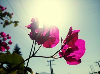 Low angle view of pink flowers blooming against sky