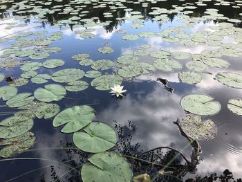 High angle view of water lily leaves floating on lake