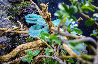 Close-up of lizard on tree branch