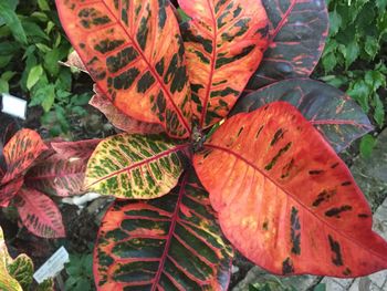 Close-up of autumnal leaves on plant