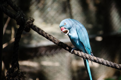 Close-up of bird perching on rope