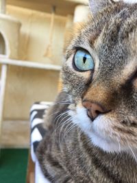 Close-up portrait of a cat