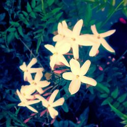 Close-up of white flowers