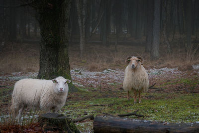 Sheep standing in a field