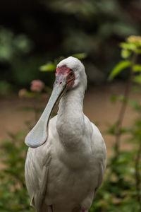 Close-up of a bird on field