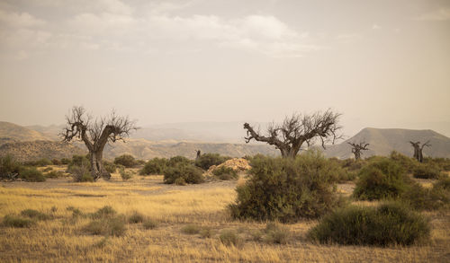 Landscape of dead olive trees in tarbenas desert, almeria, spain, against sky