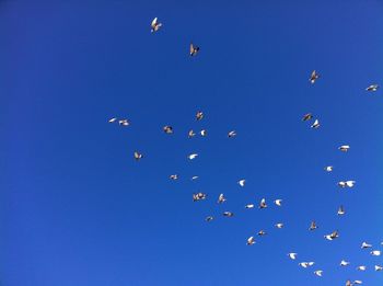 Flock of birds flying against clear blue sky