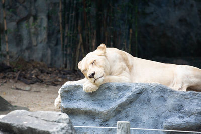 Cat lying on rock