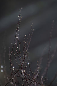 Close-up of wet plant during rainy season