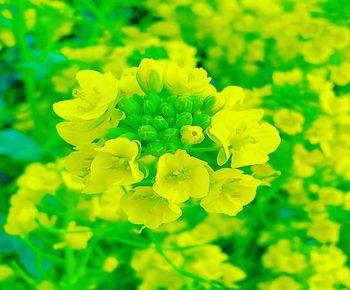 Close-up of yellow flowering plant on field