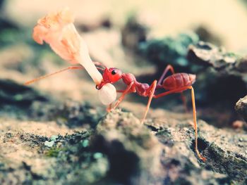 Close-up of ant on flower