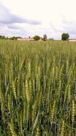 Close-up of wheat field against sky