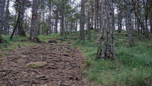 Trees in forest