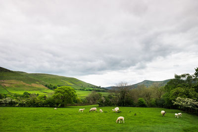 Sheep grazing in a field