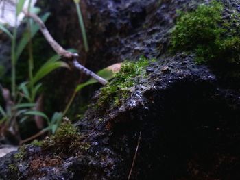 Close-up of mushroom growing on rock