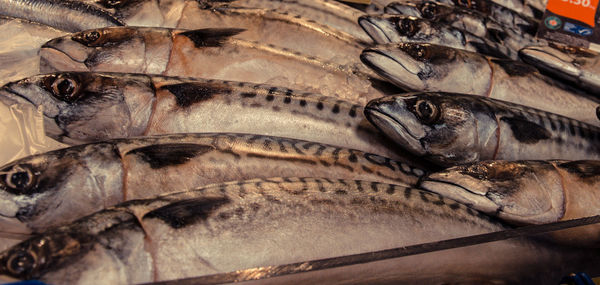 Close-up of fish for sale in market