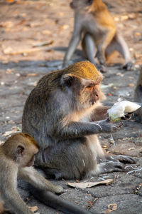 Close-up of monkey