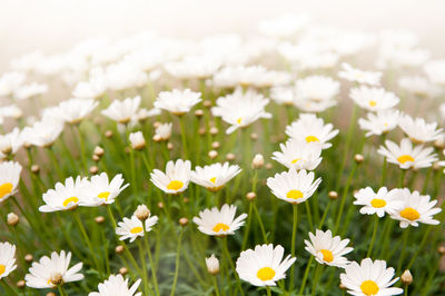 Close-up of white daisies