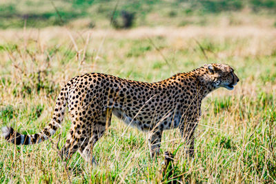 animal