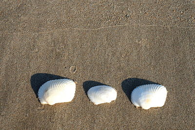 Close-up of seashell on beach