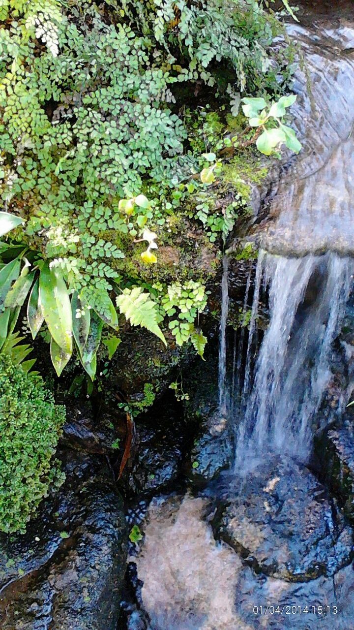 water, growth, nature, plant, tree, beauty in nature, rock - object, flowing water, stream, motion, waterfall, leaf, forest, day, green color, outdoors, branch, flowing, tranquility, high angle view