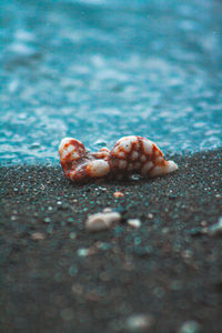 Close-up of crab on beach