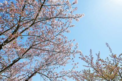 Low angle view of cherry blossoms against sky