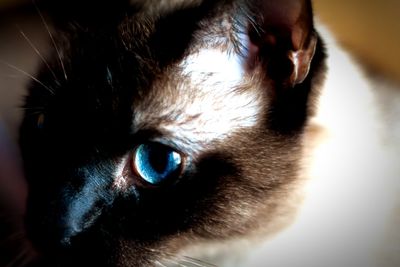 Close-up portrait of a cat