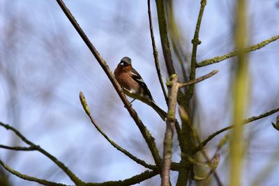 Low angle view of bird perching on branch