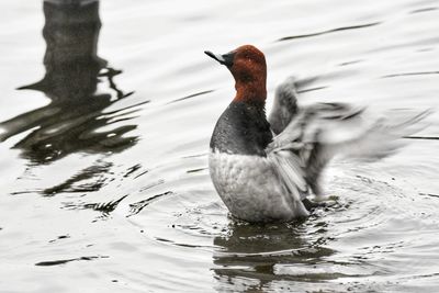 Close-up of duck swimming on lake