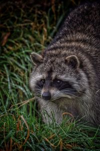 Raccoon on grassy field